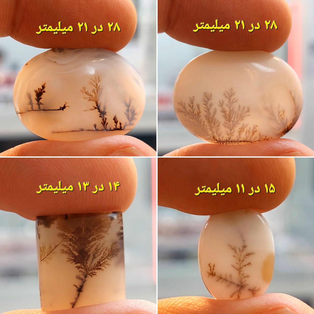 چهار عدد شجر قائن معدنی و طبیعی