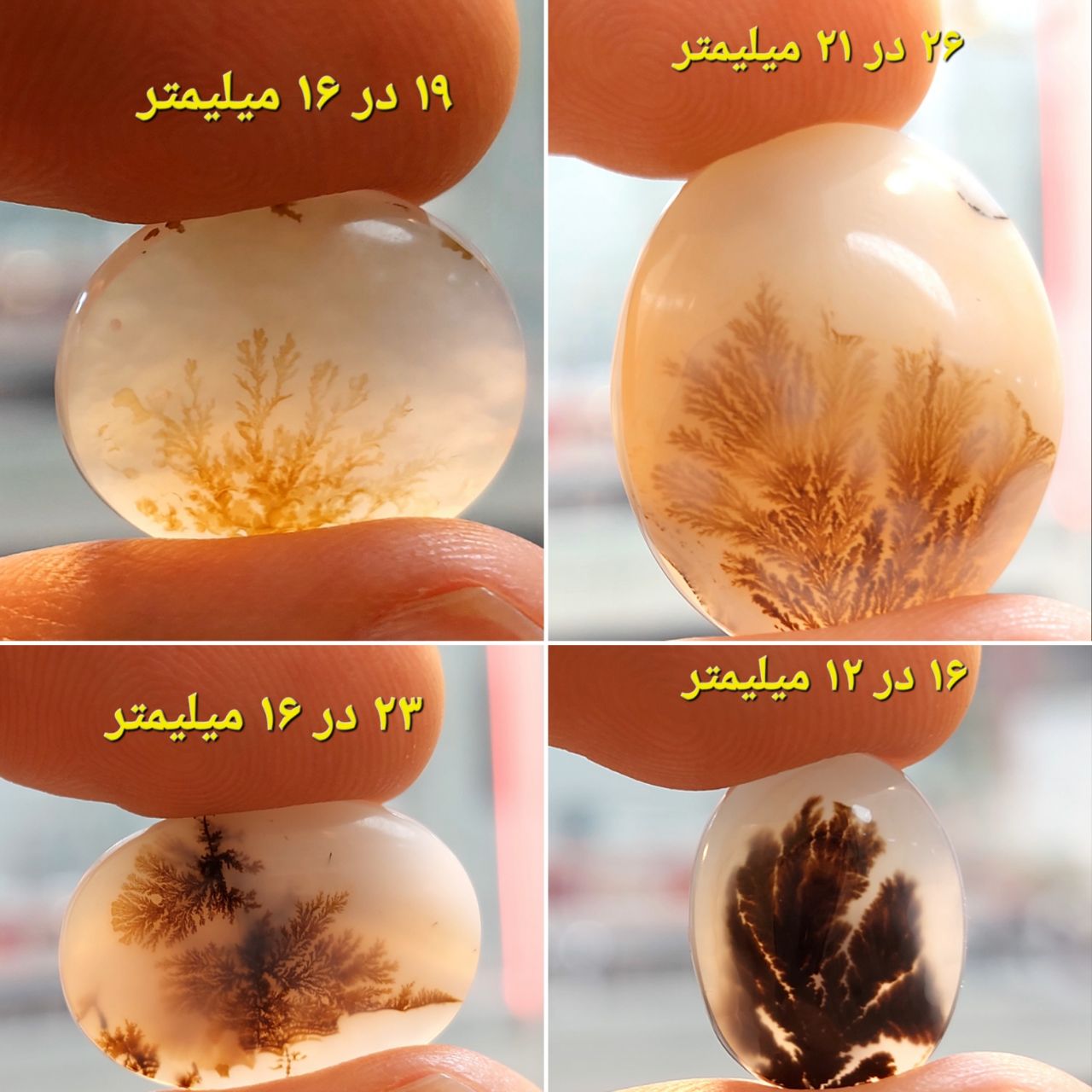 چهار عدد شجر قائن معدنی و طبیعی