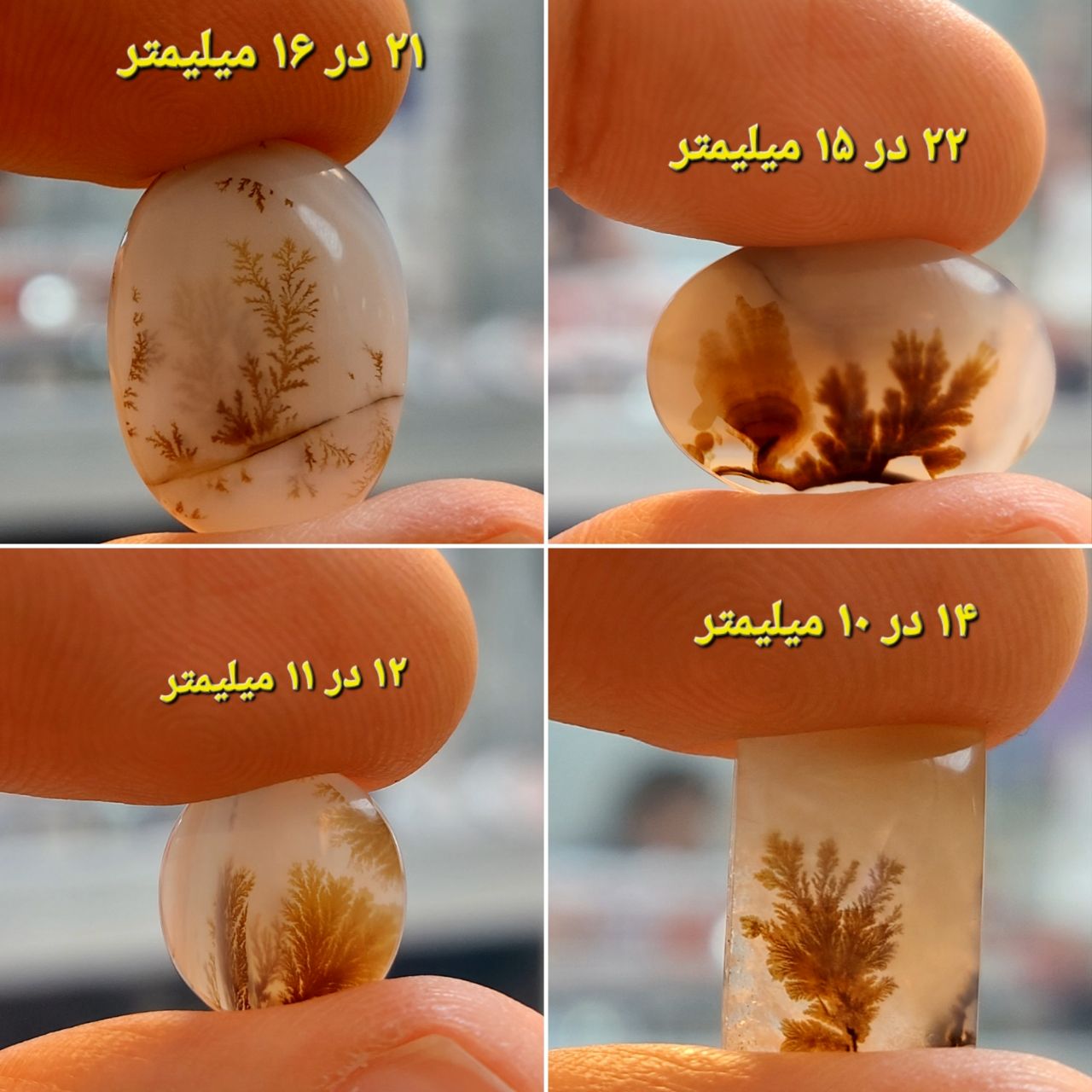 چهار عدد شجر قائن معدنی و طبیعی