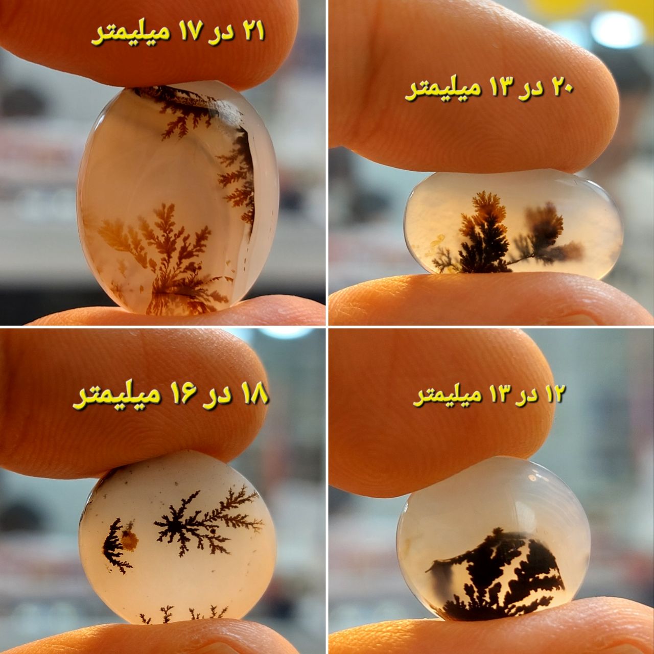 چهار عدد شجر قائن معدنی و طبیعی