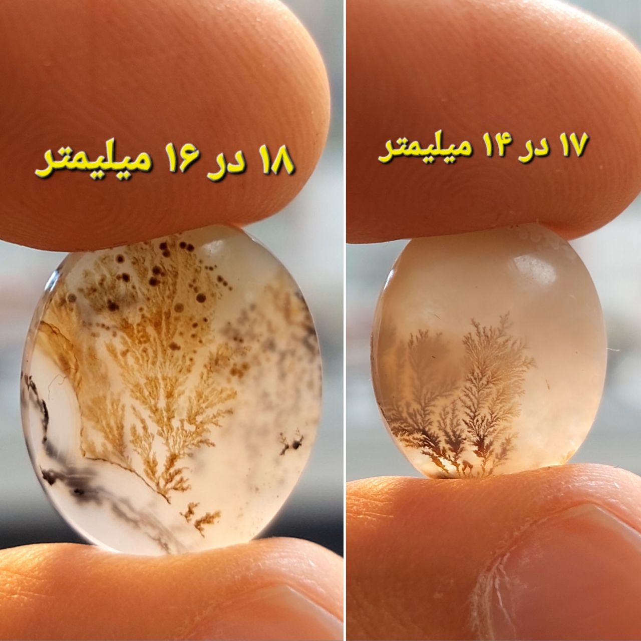 دو عدد شجر قائن معدنی و طبیعی
