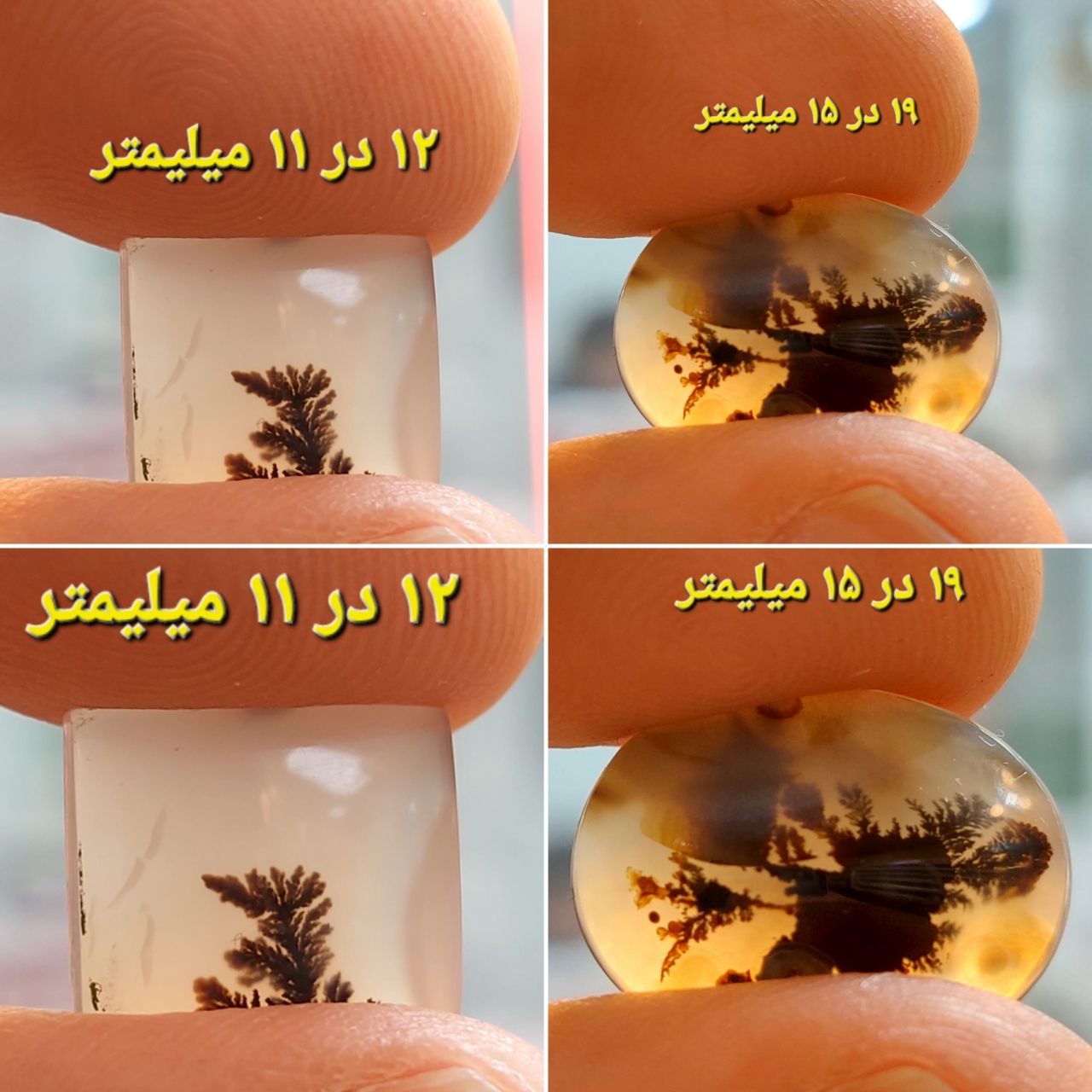 دو عدد شجر قائن معدنی و طبیعی