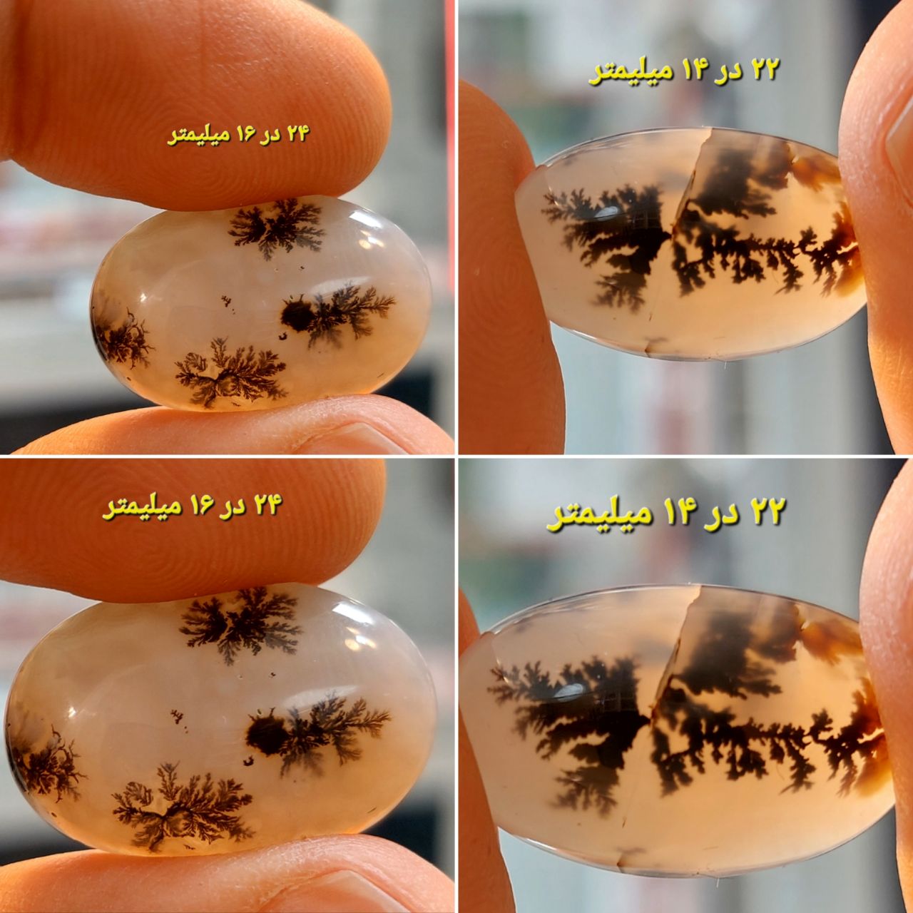 دو عدد شجر قائن معدنی و طبیعی